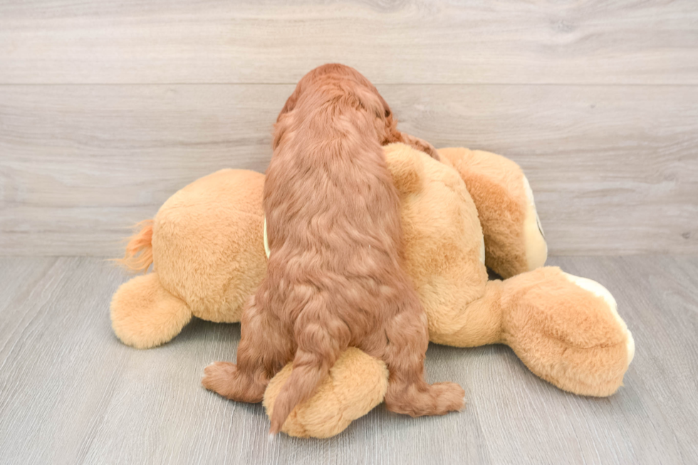 Mini Goldendoodle Pup Being Cute
