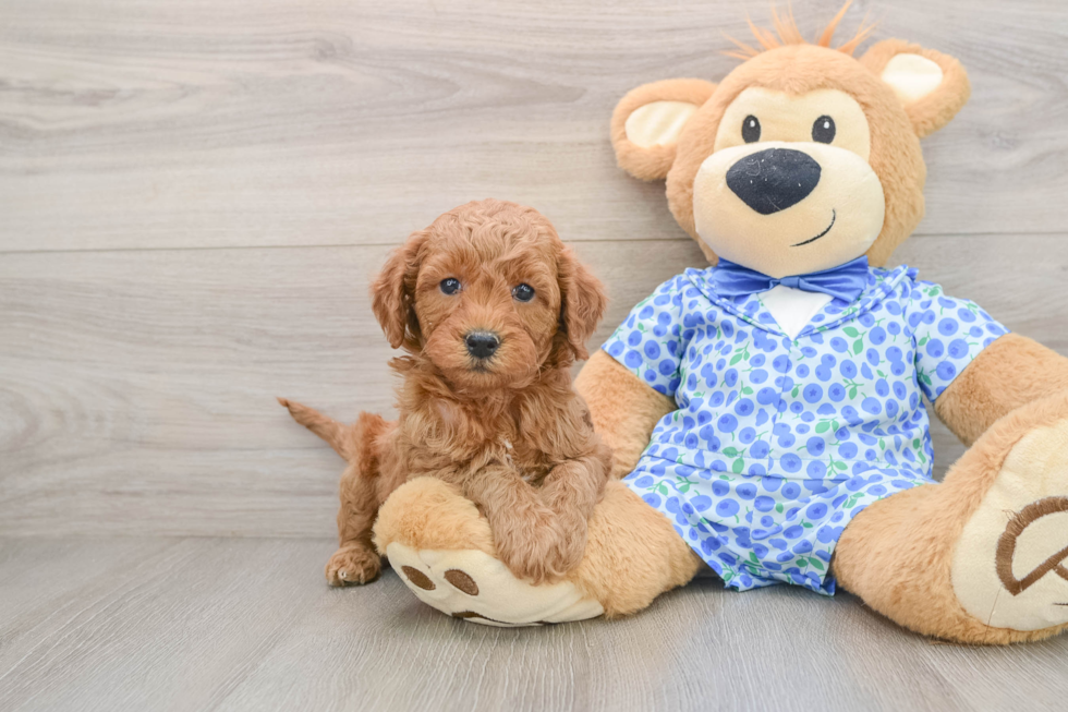 Mini Goldendoodle Pup Being Cute