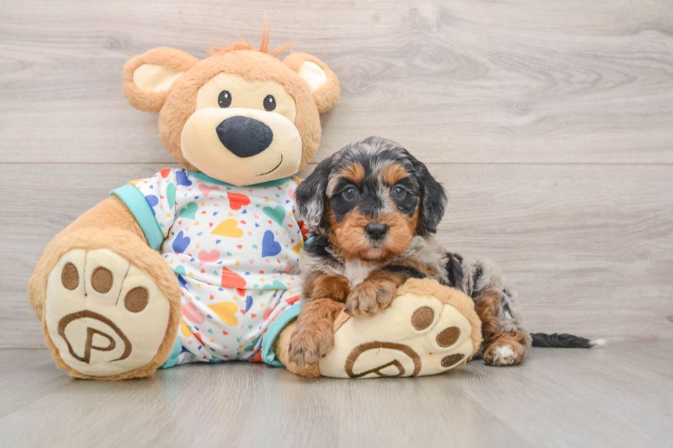 Funny Mini Goldendoodle Poodle Mix Pup