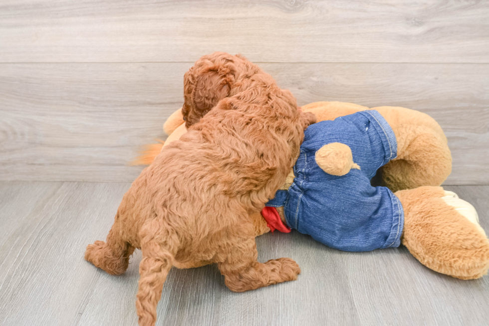 Mini Goldendoodle Pup Being Cute