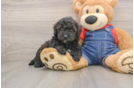 Small Mini Goldendoodle Baby