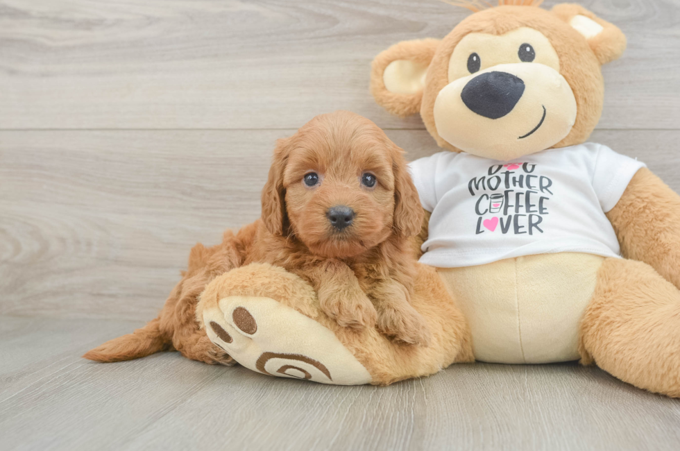 5 week old Mini Goldendoodle Puppy For Sale - Seaside Pups