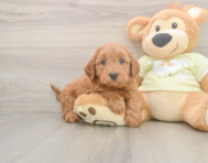 7 week old Mini Goldendoodle Puppy For Sale - Seaside Pups