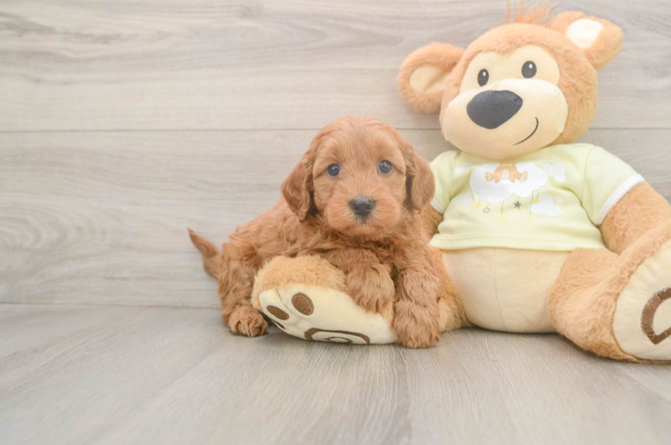 6 week old Mini Goldendoodle Puppy For Sale - Seaside Pups