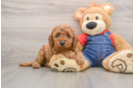 Mini Goldendoodle Puppy for Adoption
