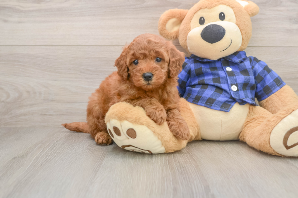 Friendly Mini Goldendoodle Baby
