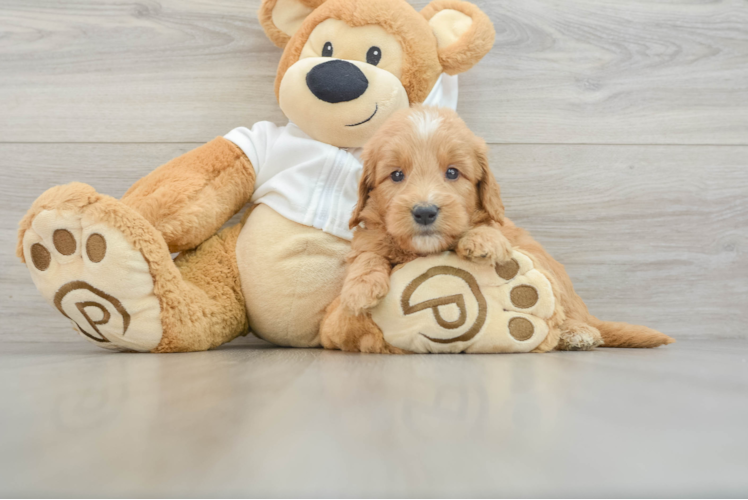 Popular Mini Goldendoodle Poodle Mix Pup