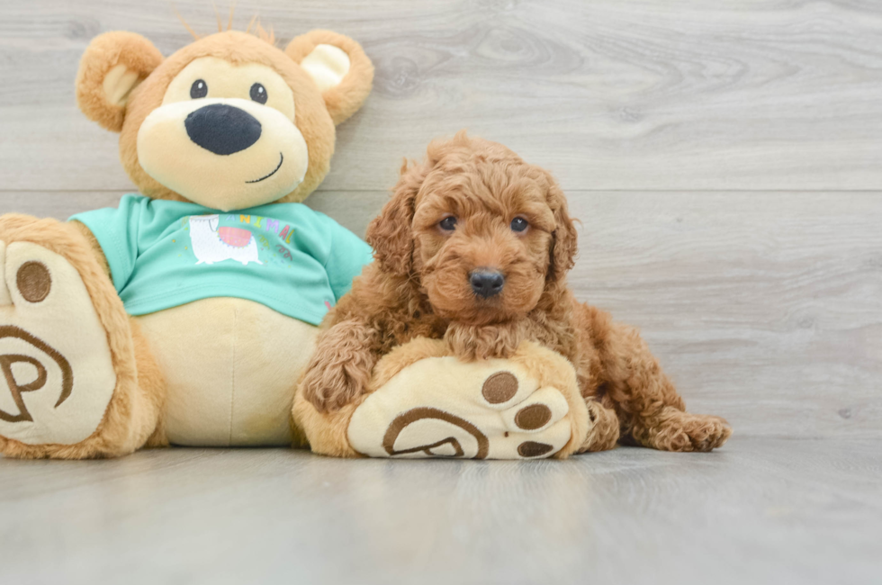 6 week old Mini Goldendoodle Puppy For Sale - Seaside Pups