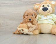 8 week old Mini Goldendoodle Puppy For Sale - Seaside Pups