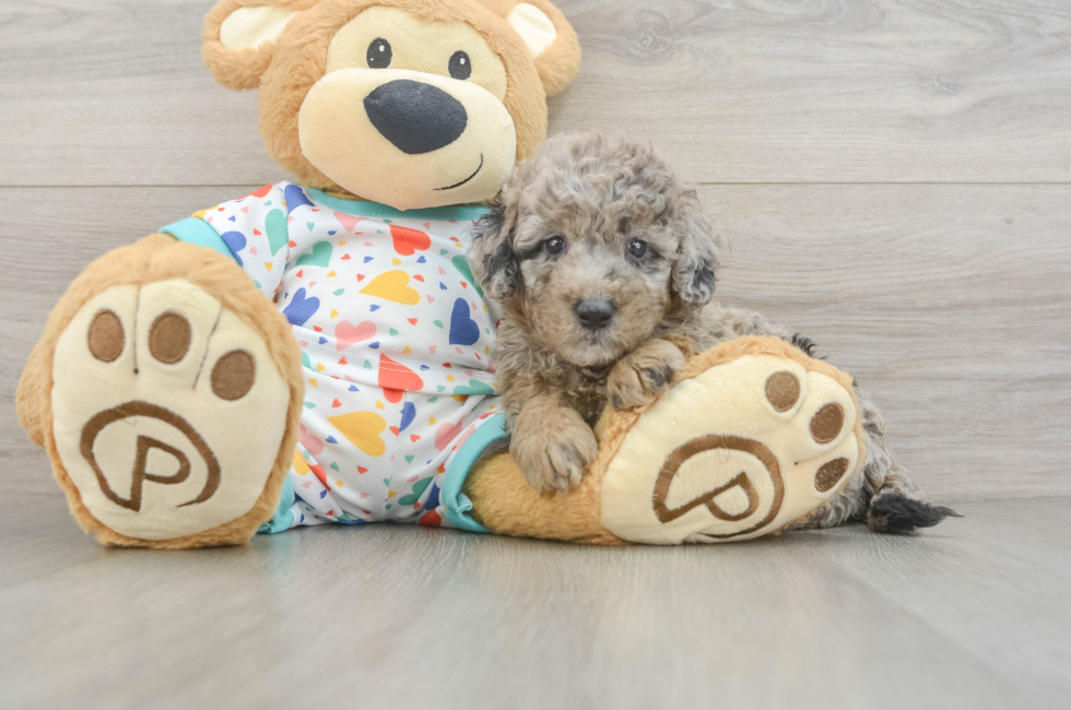 6 week old Mini Goldendoodle Puppy For Sale - Seaside Pups