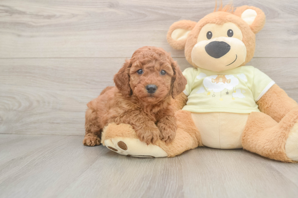 6 week old Mini Goldendoodle Puppy For Sale - Seaside Pups