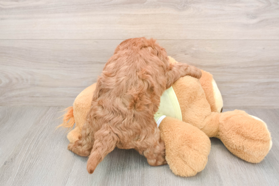 Mini Goldendoodle Pup Being Cute