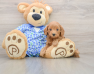 7 week old Mini Goldendoodle Puppy For Sale - Seaside Pups