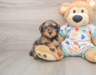 7 week old Mini Goldendoodle Puppy For Sale - Seaside Pups