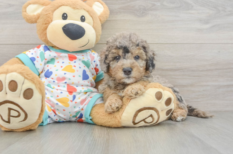 6 week old Mini Goldendoodle Puppy For Sale - Seaside Pups