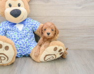 7 week old Mini Goldendoodle Puppy For Sale - Seaside Pups