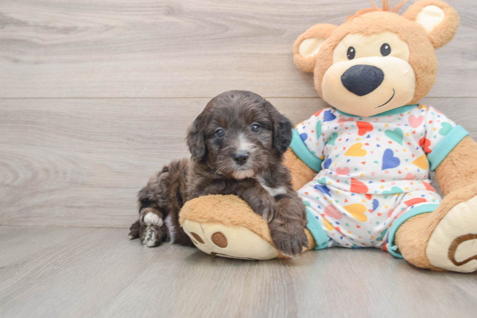 Smart Mini Goldendoodle Poodle Mix Pup