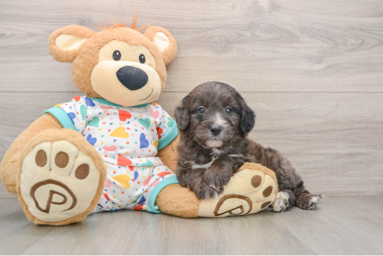 Mini Goldendoodle Pup Being Cute