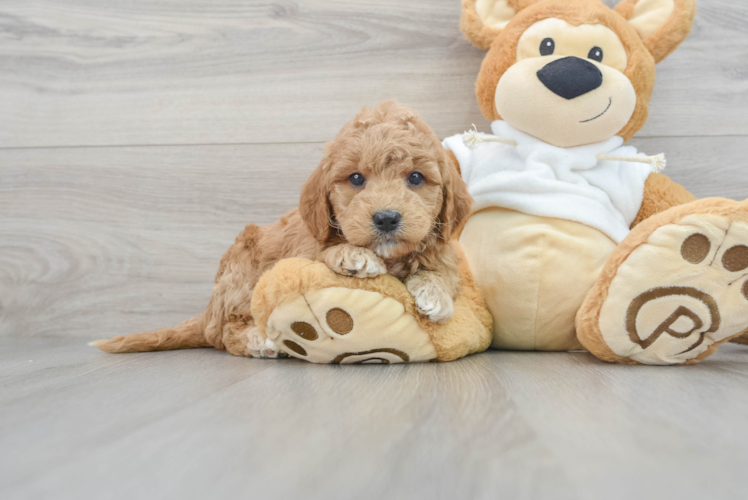 Funny Mini Goldendoodle Poodle Mix Pup