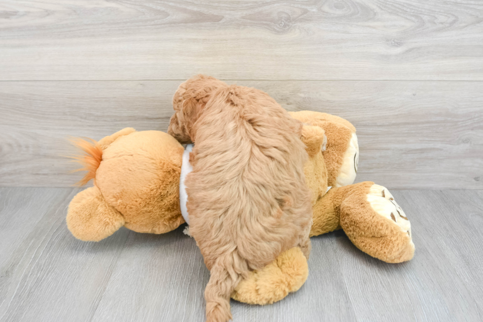 Mini Goldendoodle Puppy for Adoption