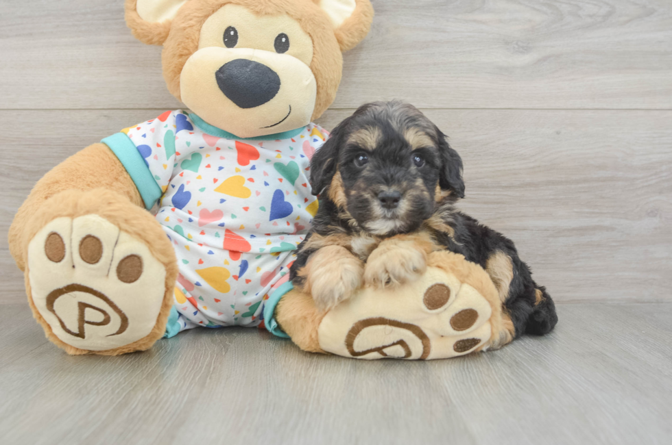 6 week old Mini Goldendoodle Puppy For Sale - Seaside Pups