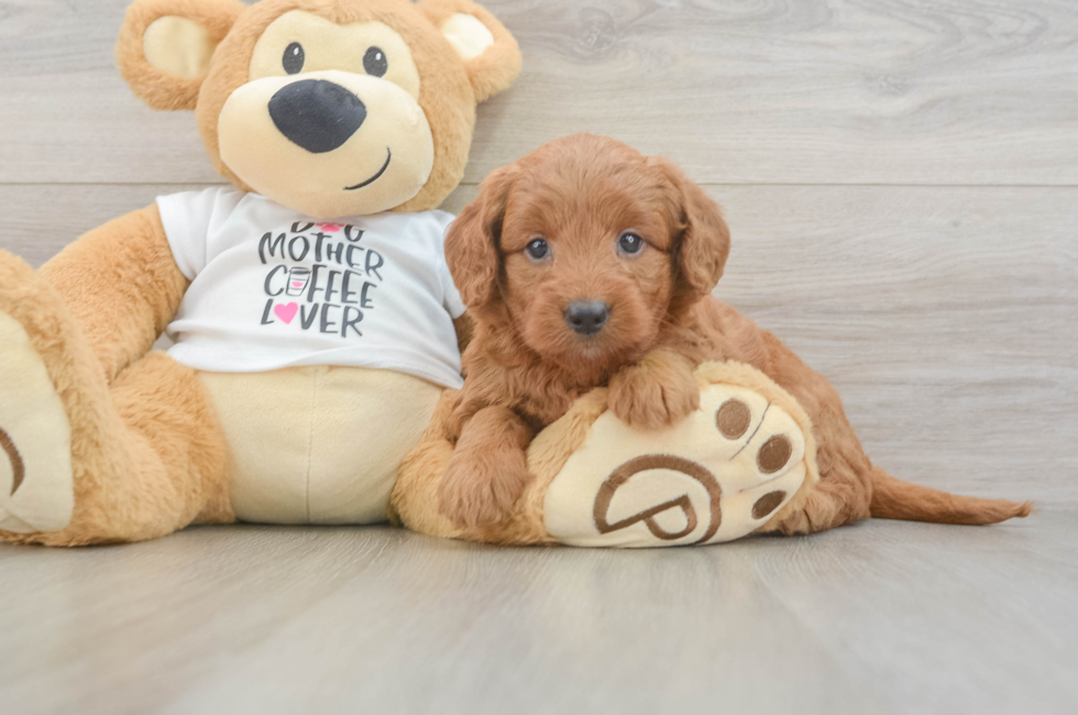 5 week old Mini Goldendoodle Puppy For Sale - Seaside Pups