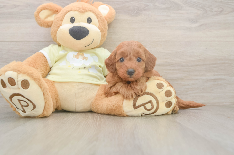 6 week old Mini Goldendoodle Puppy For Sale - Seaside Pups