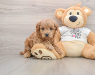 6 week old Mini Goldendoodle Puppy For Sale - Seaside Pups