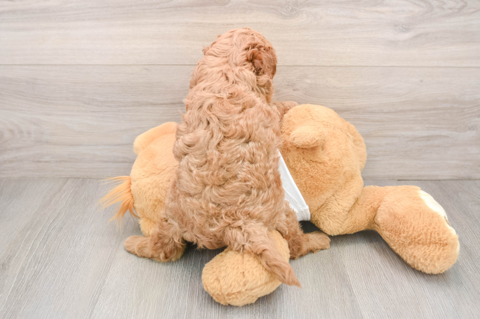 Playful Mini Groodle Poodle Mix Puppy