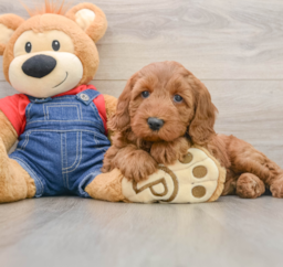 9 week old Mini Goldendoodle Puppy For Sale - Seaside Pups