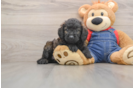 Best Mini Goldendoodle Baby