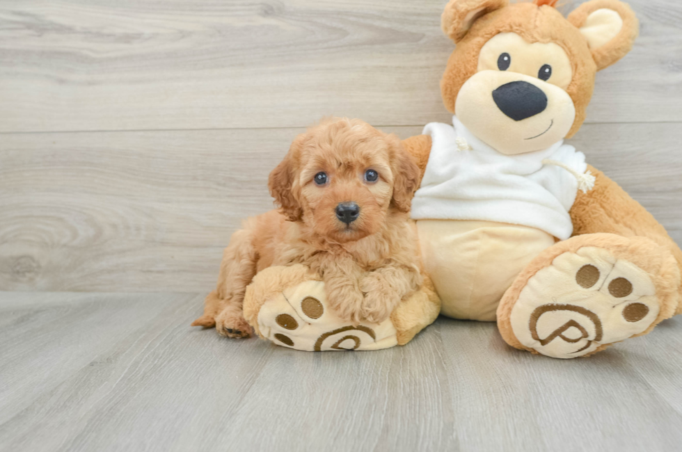 6 week old Mini Goldendoodle Puppy For Sale - Seaside Pups