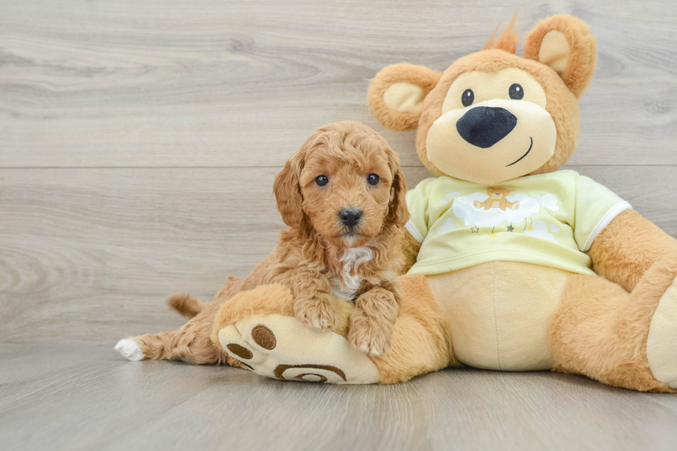 Best Mini Goldendoodle Baby