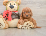 7 week old Mini Goldendoodle Puppy For Sale - Seaside Pups