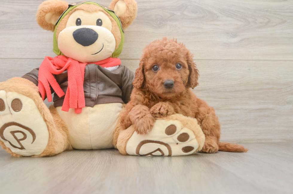 6 week old Mini Goldendoodle Puppy For Sale - Seaside Pups