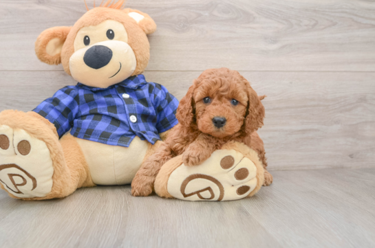 Mini Goldendoodle Pup Being Cute