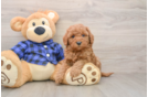 Adorable Golden Retriever Poodle Mix Poodle Mix Puppy
