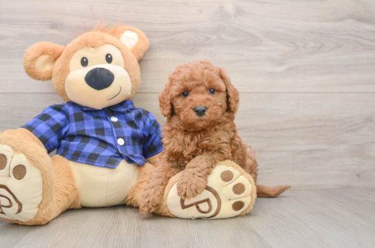 Adorable Golden Retriever Poodle Mix Poodle Mix Puppy