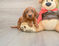 7 week old Mini Goldendoodle Puppy For Sale - Seaside Pups