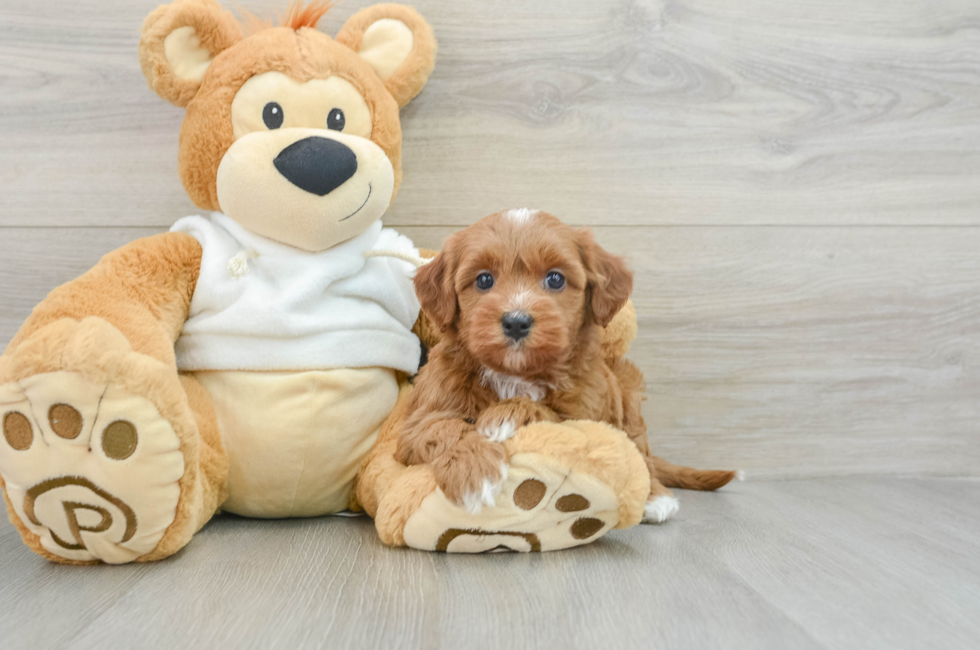 6 week old Mini Goldendoodle Puppy For Sale - Seaside Pups