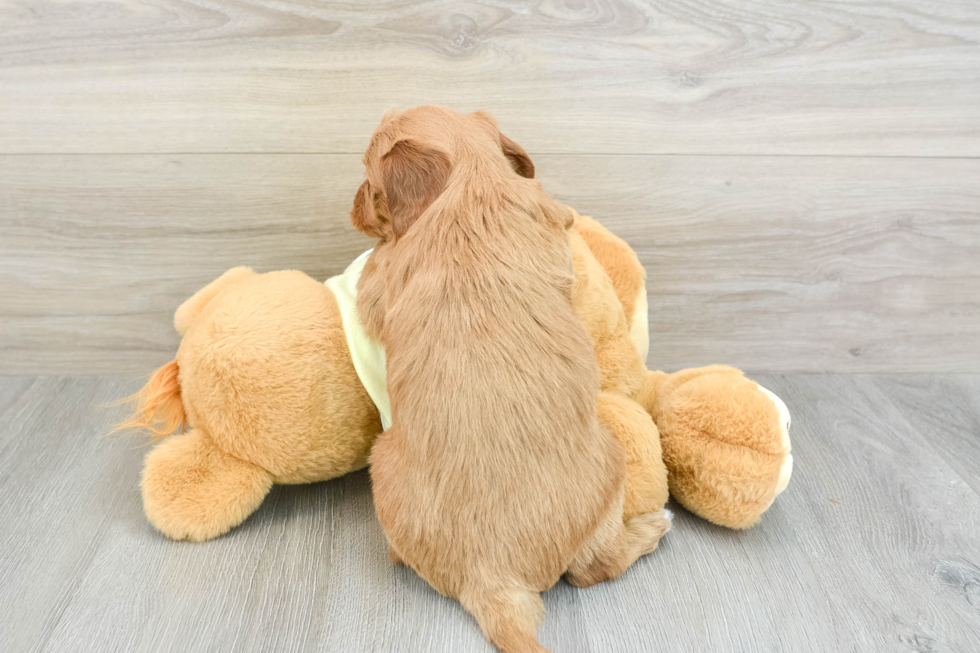 Mini Goldendoodle Puppy for Adoption