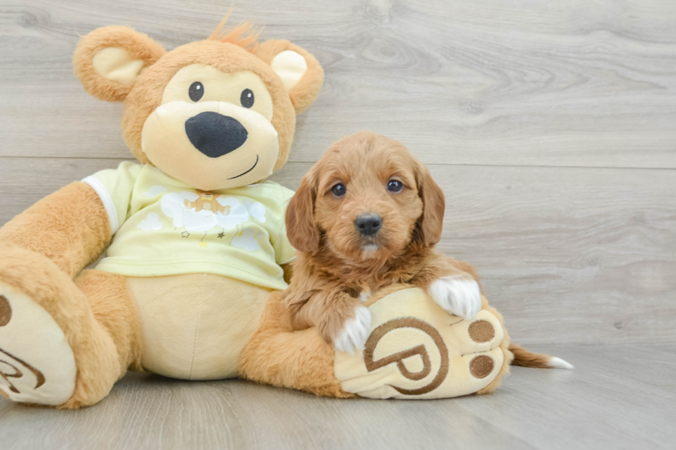 Mini Goldendoodle Puppy for Adoption