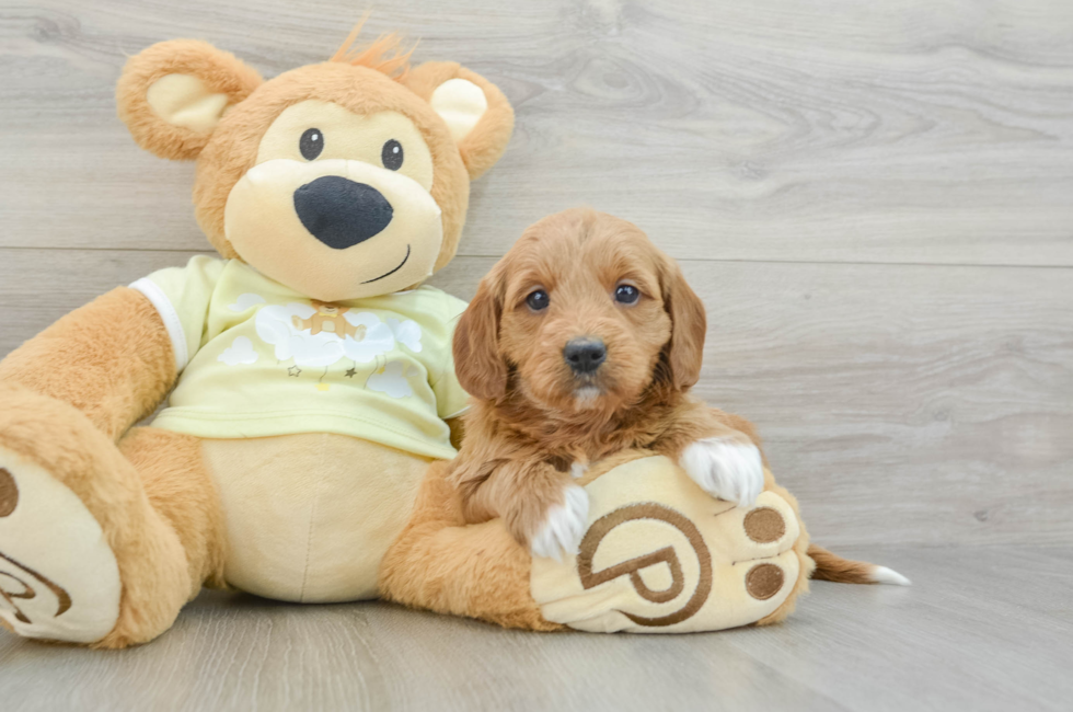 6 week old Mini Goldendoodle Puppy For Sale - Seaside Pups