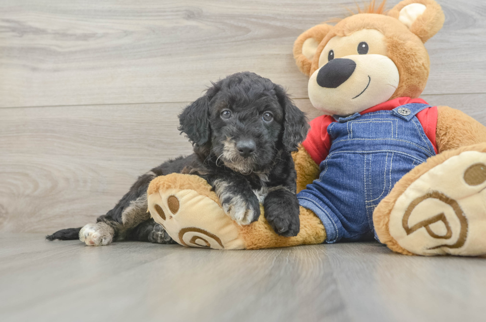 6 week old Mini Goldendoodle Puppy For Sale - Seaside Pups