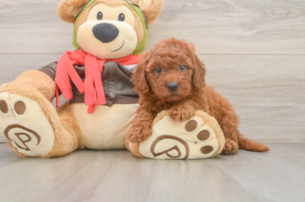 6 week old Mini Goldendoodle Puppy For Sale - Seaside Pups