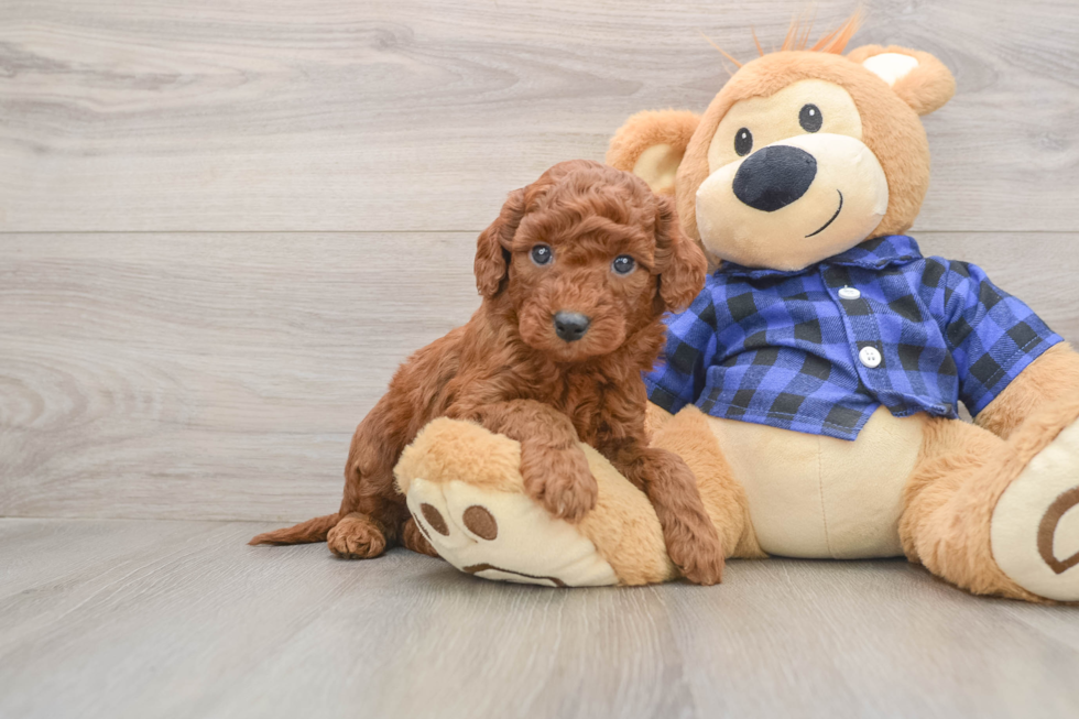 Energetic Golden Doodle Poodle Mix Puppy