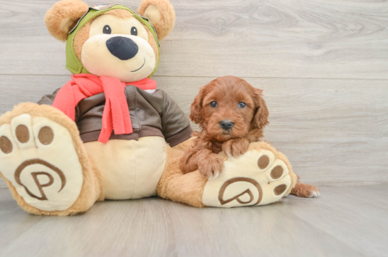 Mini Goldendoodle Puppy for Adoption