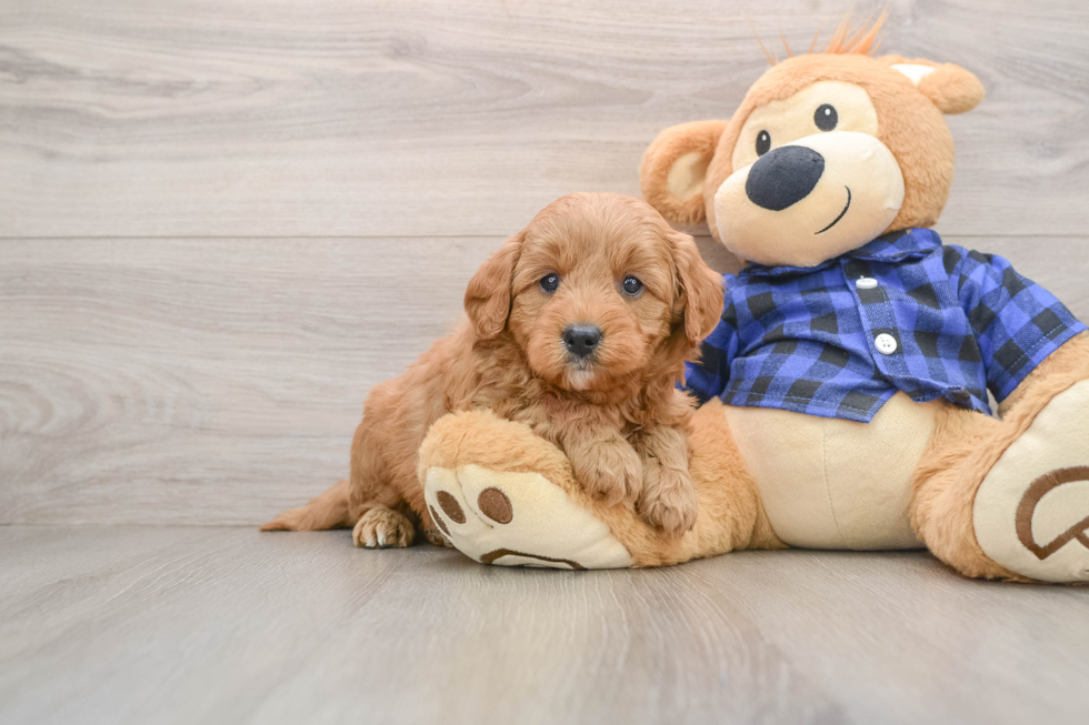 Funny Mini Goldendoodle Poodle Mix Pup