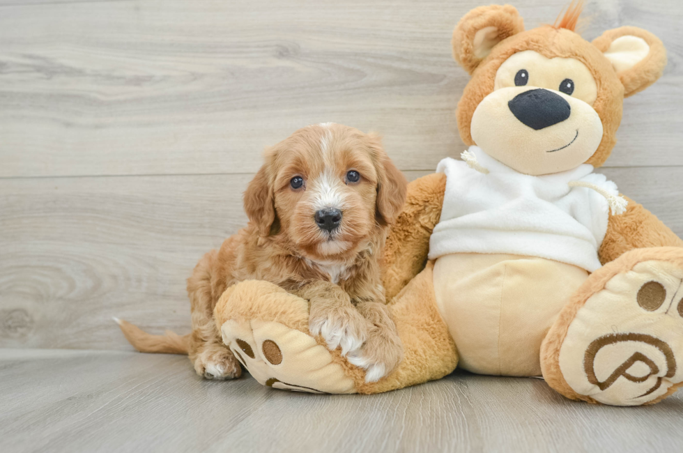 6 week old Mini Goldendoodle Puppy For Sale - Seaside Pups