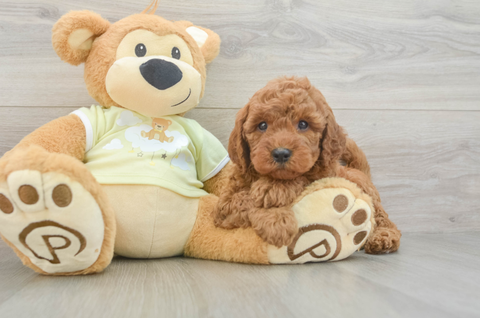 6 week old Mini Goldendoodle Puppy For Sale - Seaside Pups
